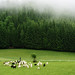 The farmer and his sheeps in Austria.