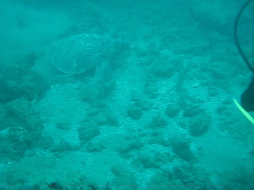 tortugas de mar. tortugas de mar. Tortuga de Mar 1; Tortuga de Mar 1. network23