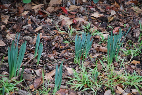 Daffodils Sprouting