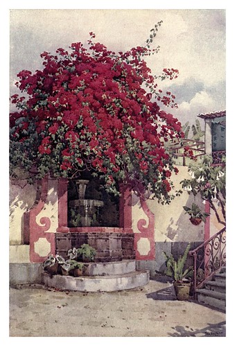 009-Buganvilla escarlata en Madeira-The flowers and gardens of Madeira - Du Cane Florence 1909