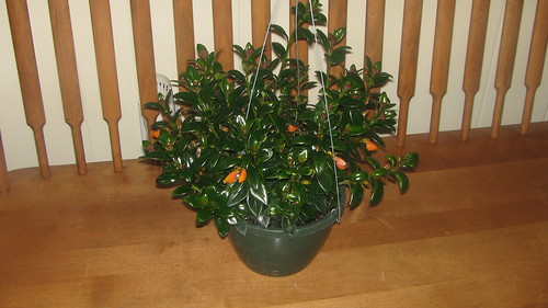 goldfish plant. Goldfish Plant 1-22-10