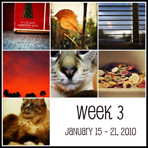 Week 3  (365:2010)