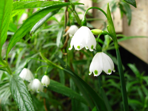 Galanthus or whatever.