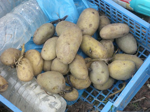 dutch mana potatoes
