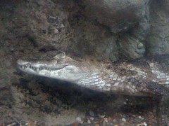 Spectacled Caiman at Lincoln Park Zoo #2