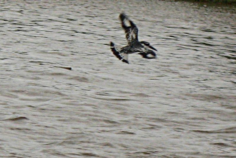 26-2-2010-kingfisher