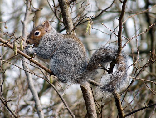 12055 - Grey Squirrel at RSPB Ynys-Hir