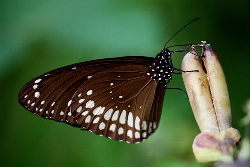 フリー画像|節足動物|昆虫|蝶/チョウ|ウスグロシロオビマダラ|CommonIndianCrow/EuploeaCore|フリー素材|