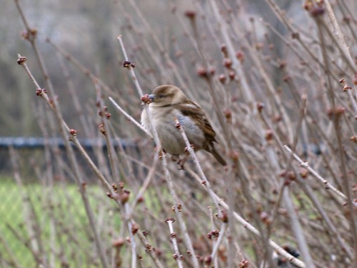 Sparrow in Central Park 