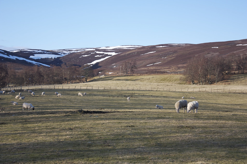 Sheep in Glen Esk