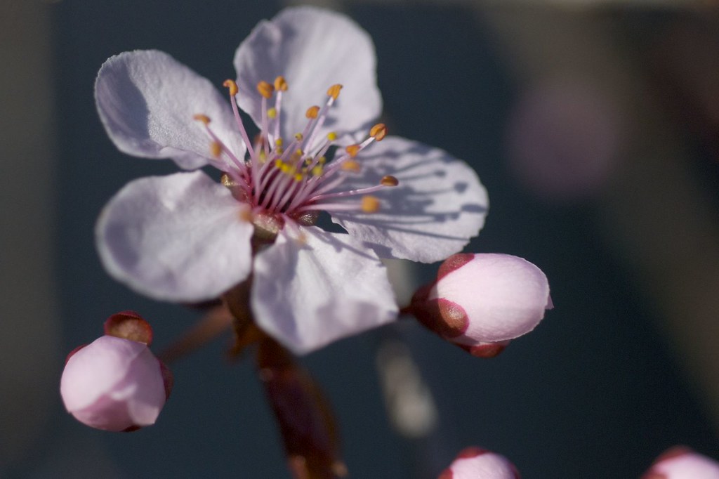 Plum tree blooms