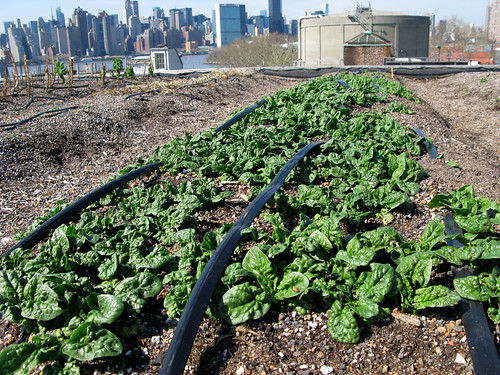 Rooftop farm - spinach!
