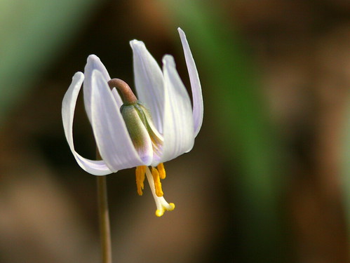 White Trout Lily 20100412