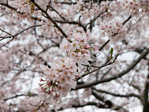 Cherry tree blossoms (sakura) at Sankei-en, Yokohama