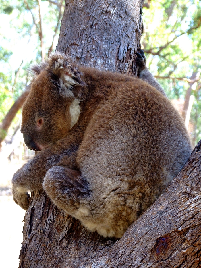koala closeup in the wild