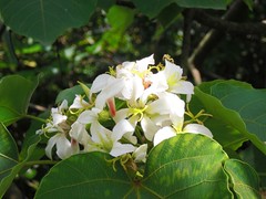 Tung Tree: Flowers: under the Sun