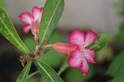 Adenium (Desert Rose)