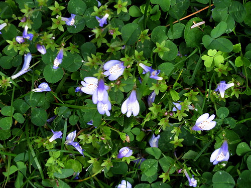 mini violets