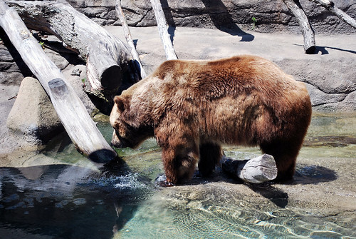 Zoo Bear