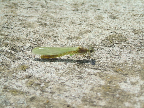 Newly hatched damsel fly
