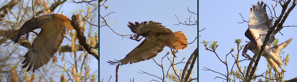 red-tailed hawk flying off