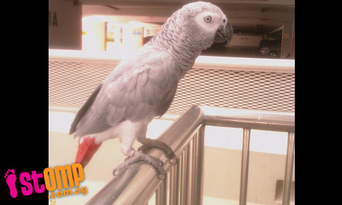  Grey African Parrot lost in Sengkang area