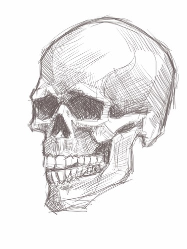 live sketching of skull on iPad -1