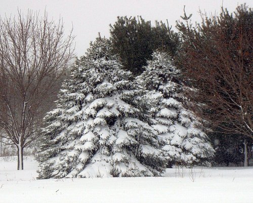 REAL Christmas Trees