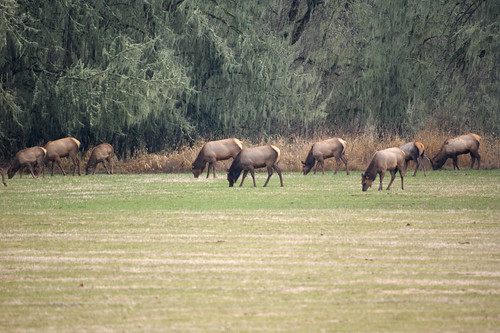 More Elk