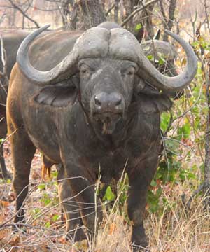 water-buffalo