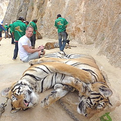 Holding a tiger's tale