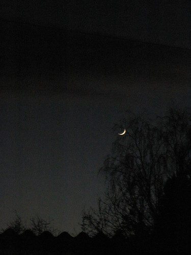 waning moon, weeping birch