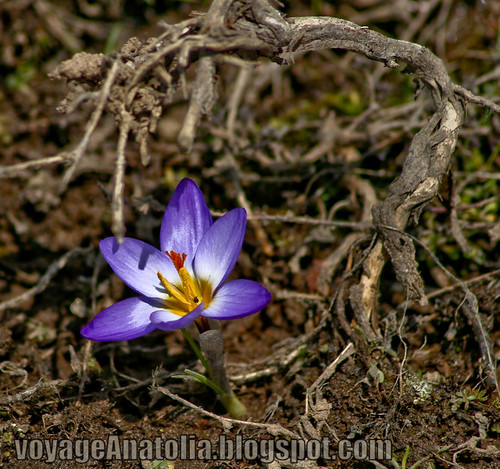 Purple Crocus from the Best Spring Florist by voyageAnatolia.blogspot.com