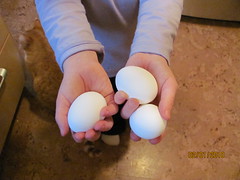 M modelling eggs