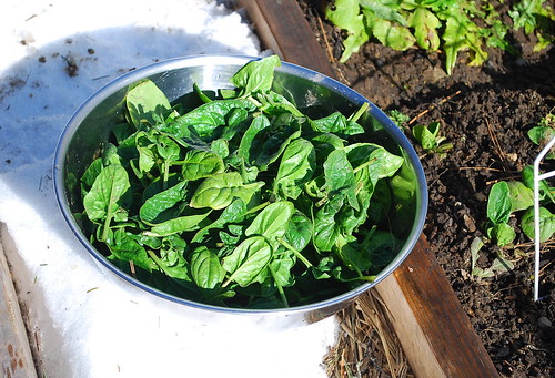 February Spinach Harvest