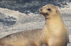 Galapagos Fur Seals (Derek Keats)