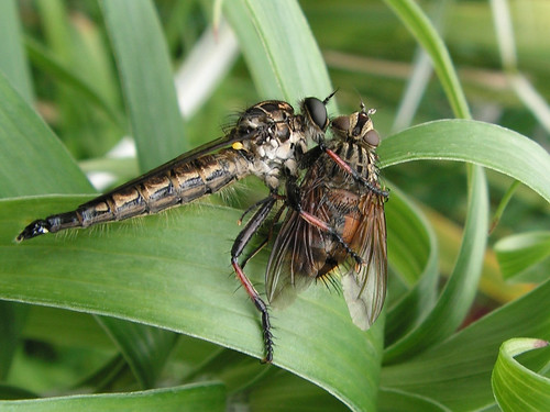 robber fly - check out the halteres