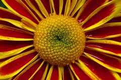 Flower :: Sun :: Color