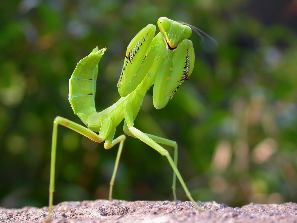 螳螂.Praying mantis