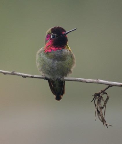 Allen's Hummingbird: San Joaquin Wildlife Sanctuary