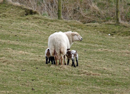 12128 - New Lambs at Rhossili