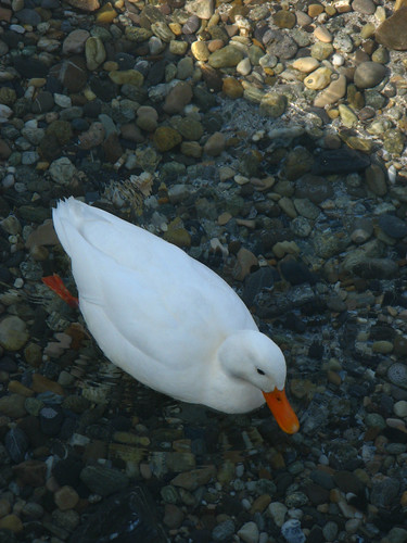 floating ducks in geneva