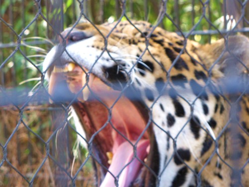 Jaguar Yawn