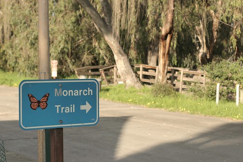 Monarch trail at Natural Bridges