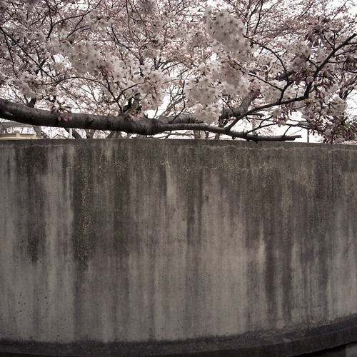 Cherry Blossom Wall