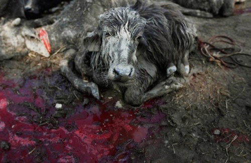 02_Animal-Slaughter-Festival-In-Nepal-002