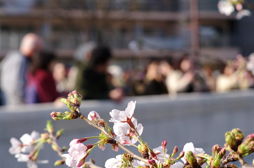 Sakura at Meguro river