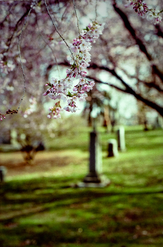 Springtime At The Necropolis