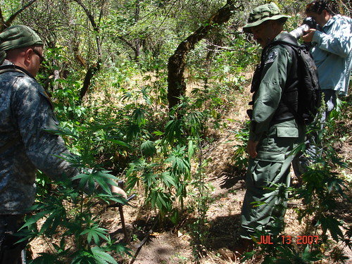Illegal Marijuana Grow Site on Shasta-Trinity National Forest image by USFS 