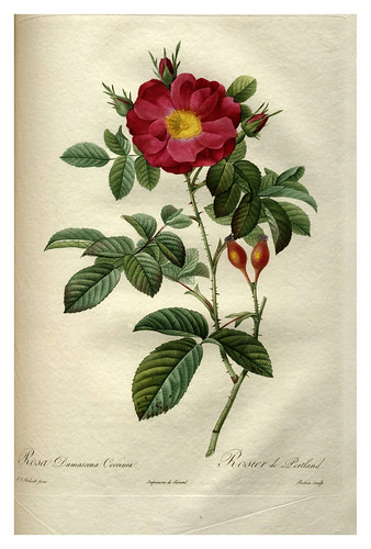 019-Les roses 1817-1824- Pierre-Joseph Redouté